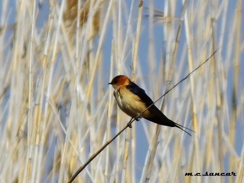 Kızıl kırlangıç