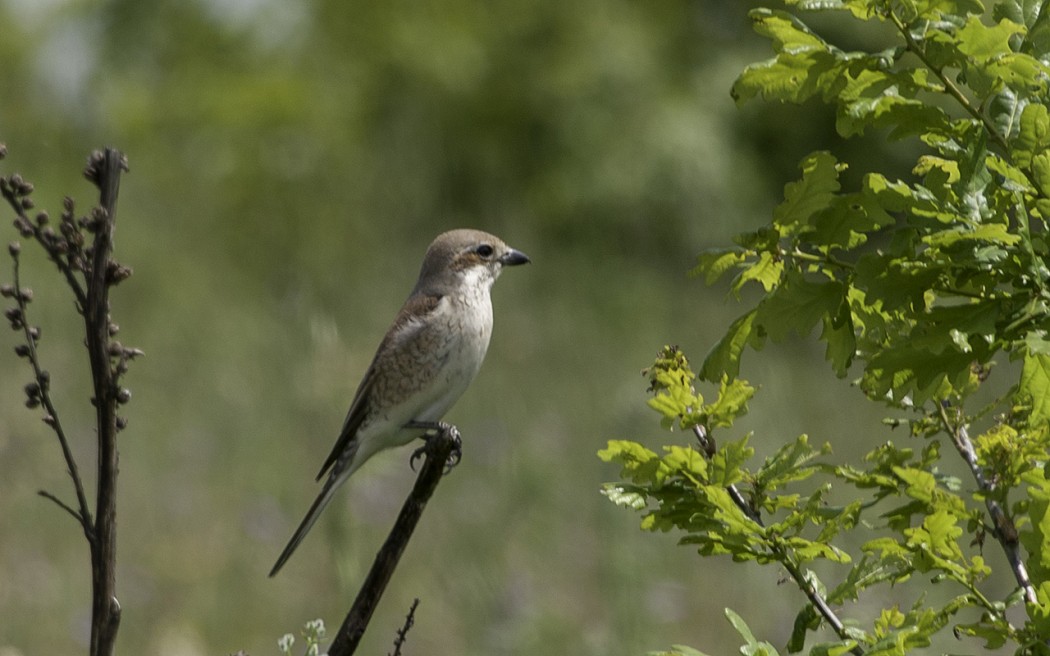 Kızılsırtlı örümcekkuşu