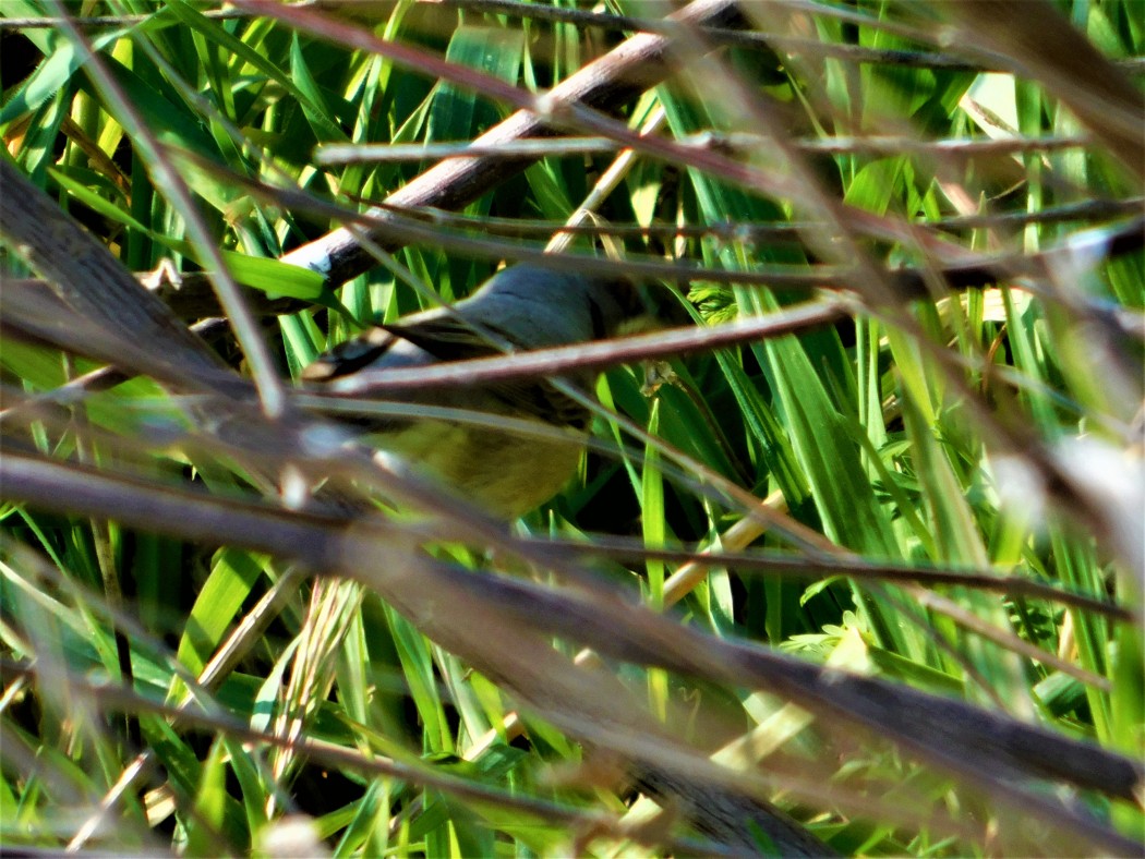 Bıyıklı ötleğen