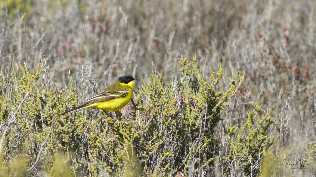 Sarı kuyruksallayan