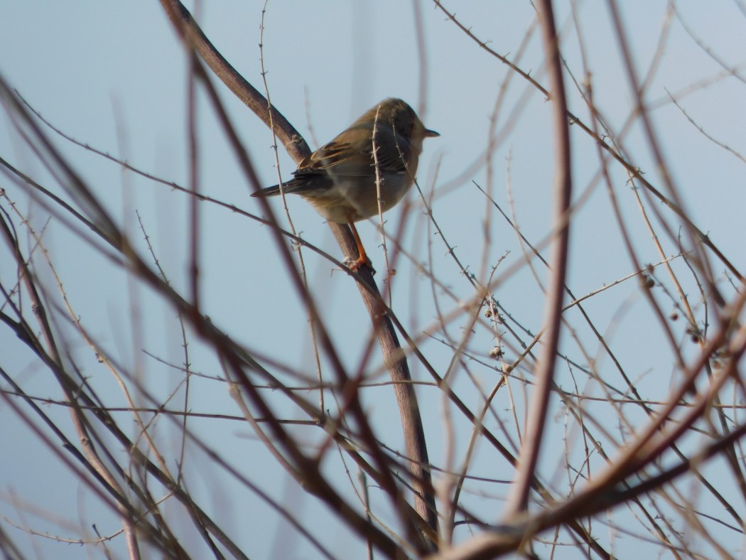 Akgerdanlı ötleğen