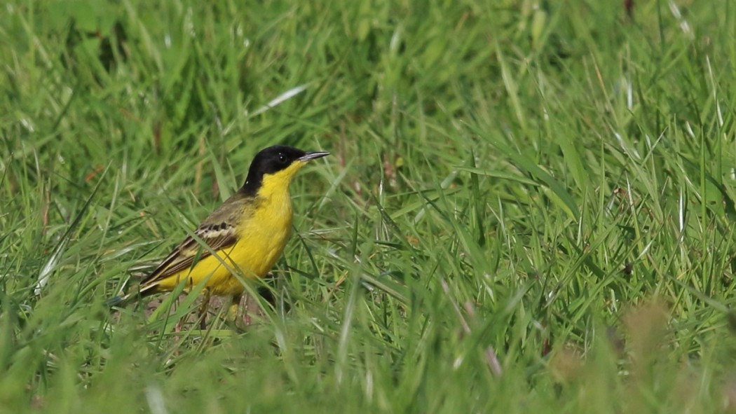 Sarı kuyruksallayan