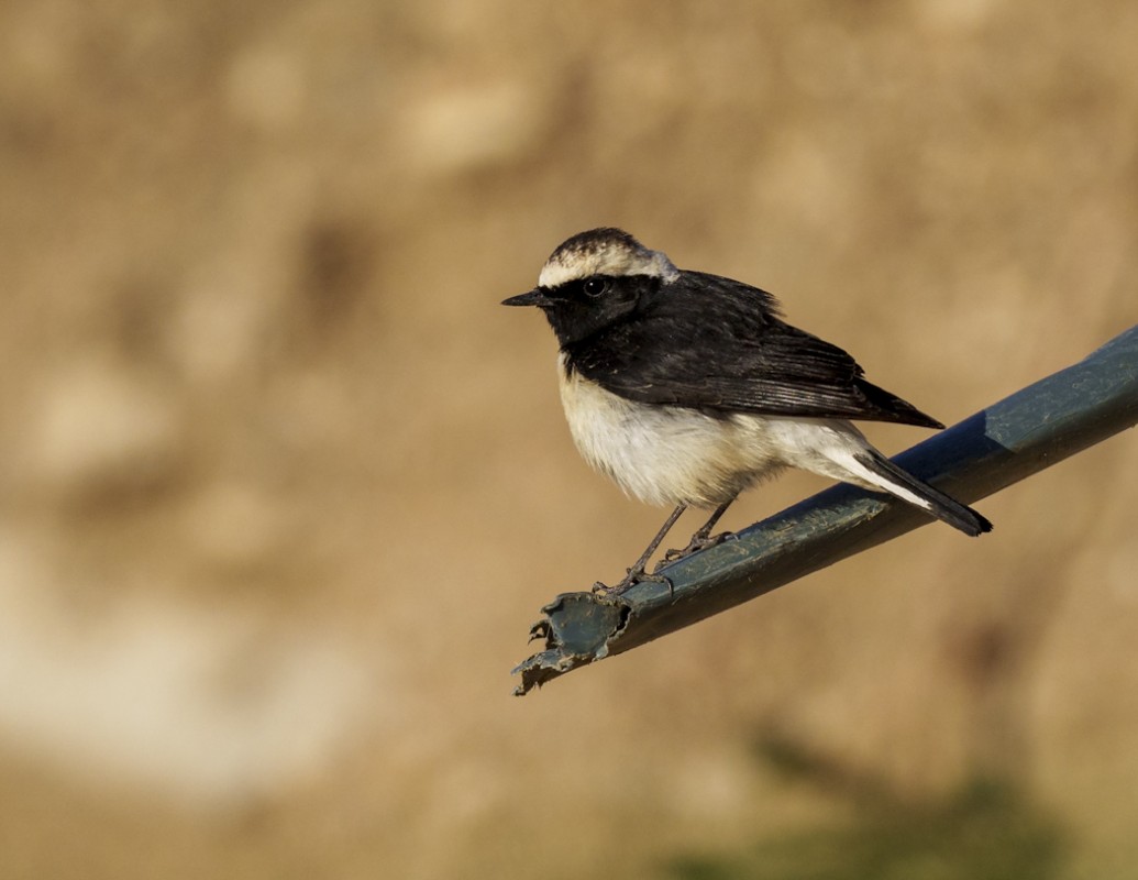 Kıbrıs kuyrukkakanı