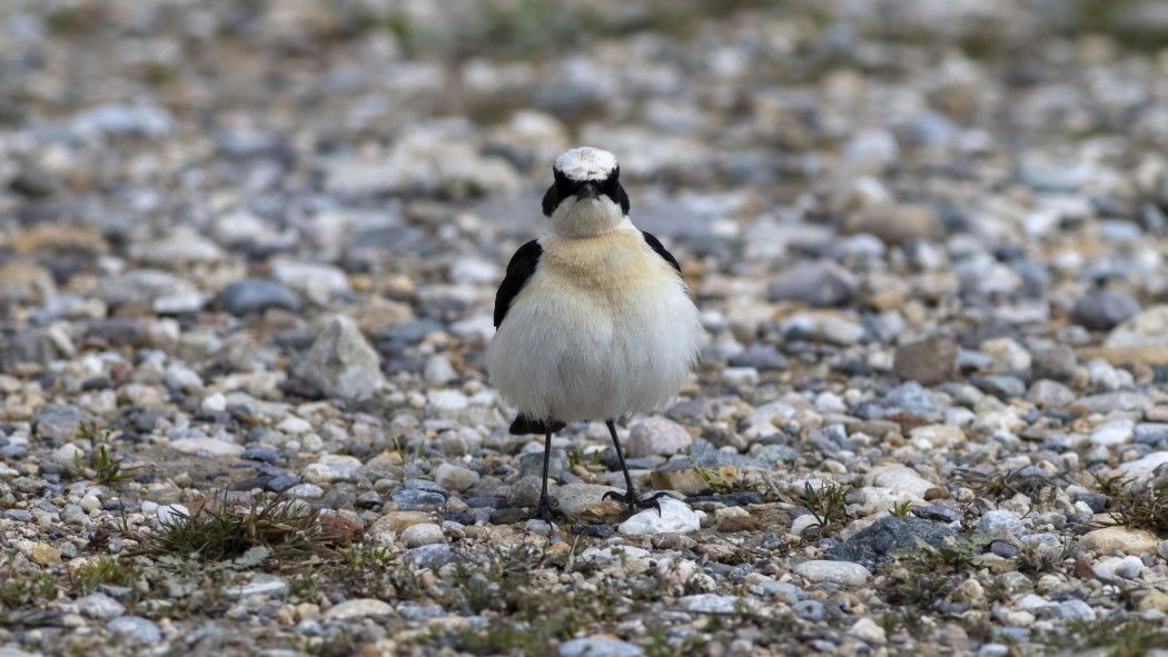 Karakulaklı kuyrukkakan
