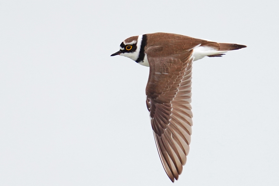 Halkalı küçük cılıbıt