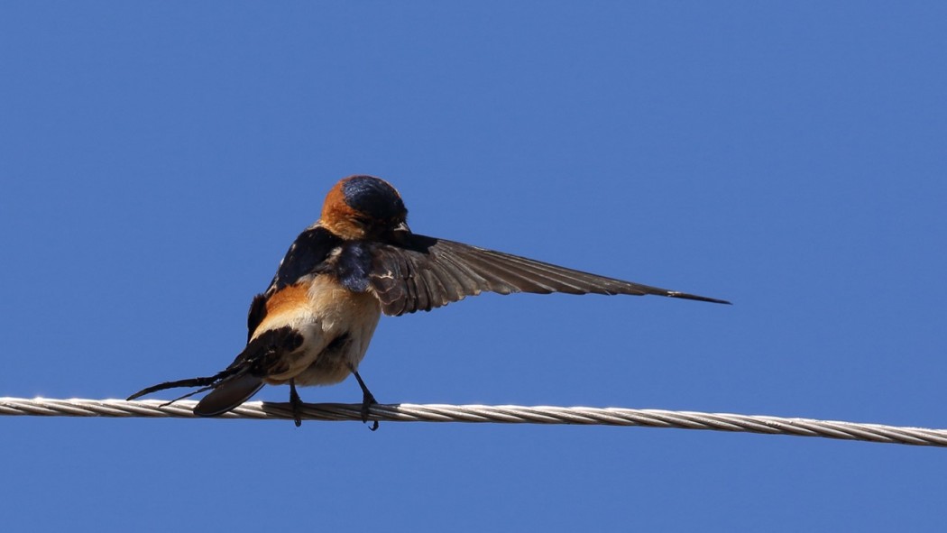 Kızıl kırlangıç