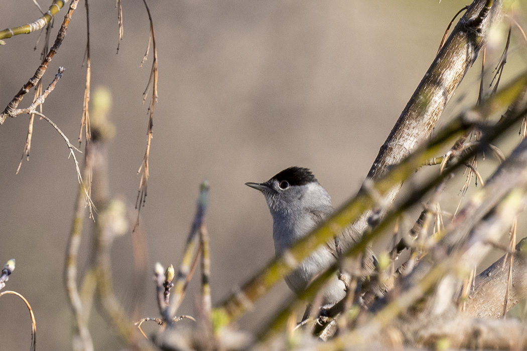 Karabaşlı ötleğen