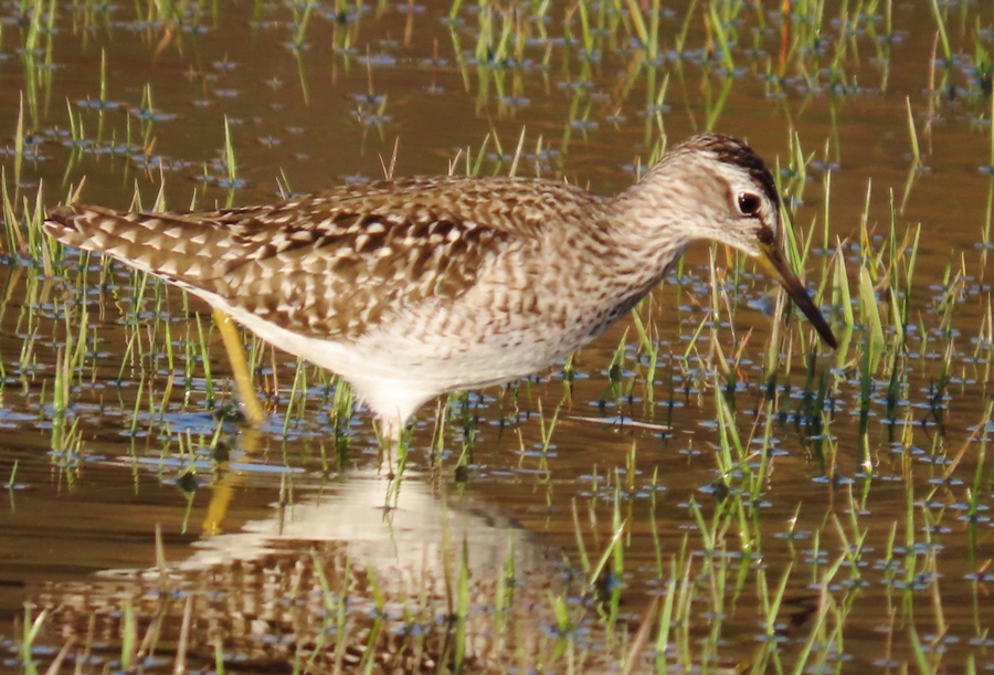 Orman düdükçünü