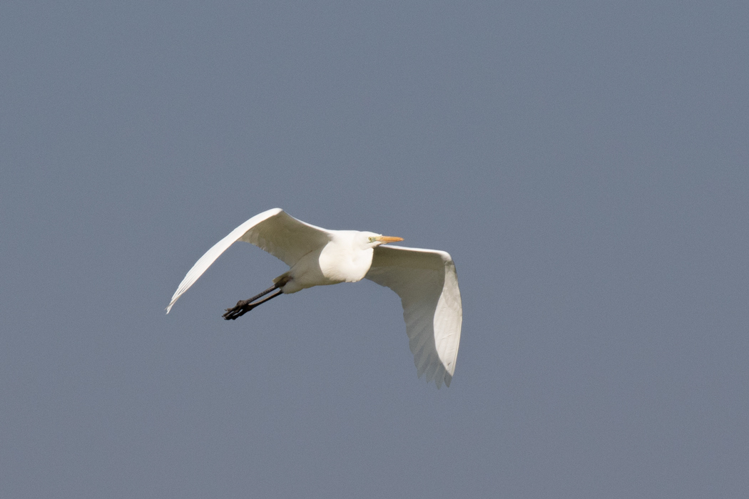 Büyük ak balıkçıl