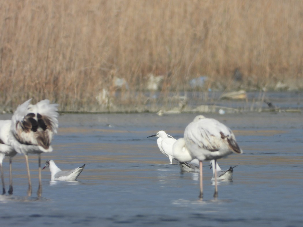 Küçük ak balıkçıl