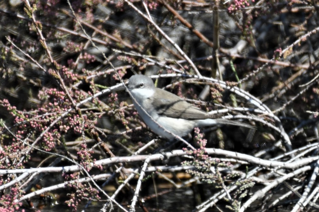 Küçük akgerdanlı ötleğen
