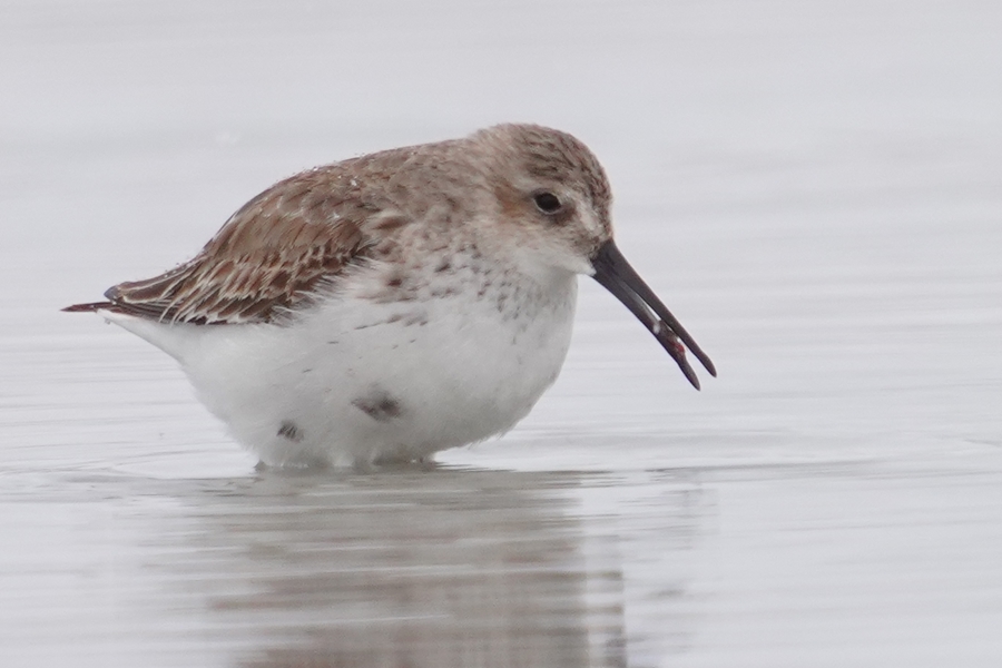 Karakarınlı kumkuşu