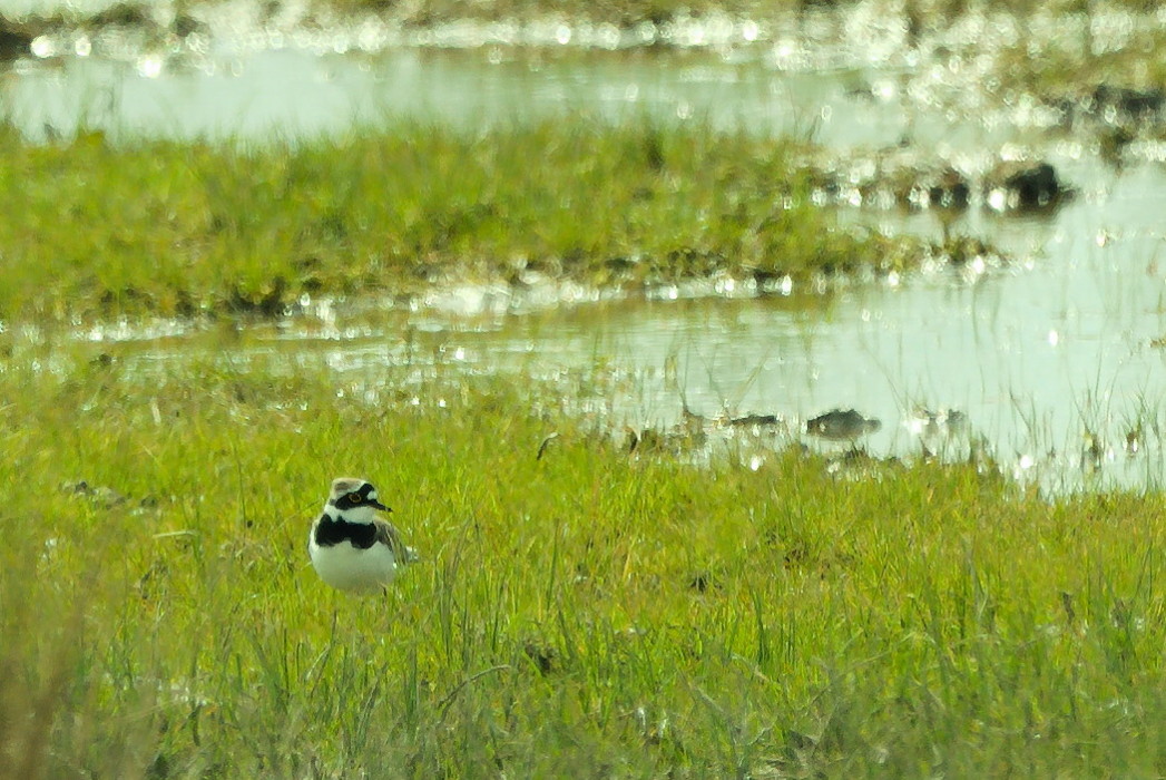 Halkalı küçük cılıbıt