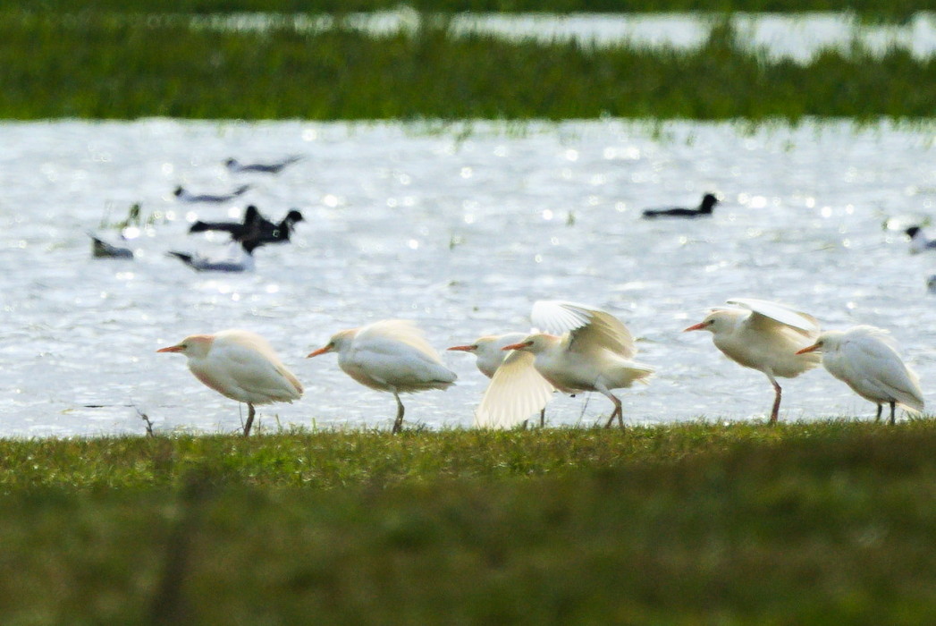 Sığır balıkçılı