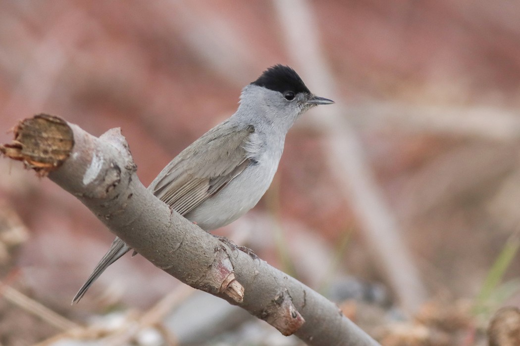Karabaşlı ötleğen