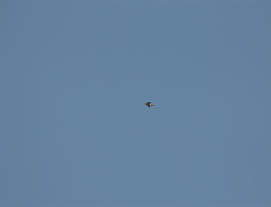 Kızıl kırlangıç