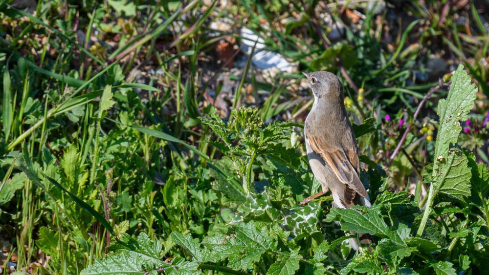 Akgerdanlı ötleğen
