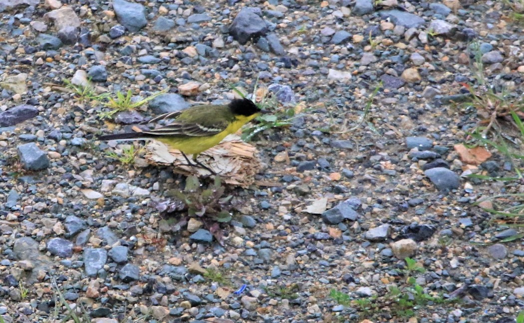 Sarı kuyruksallayan