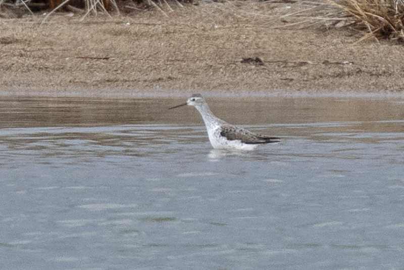 Bataklık düdükçünü