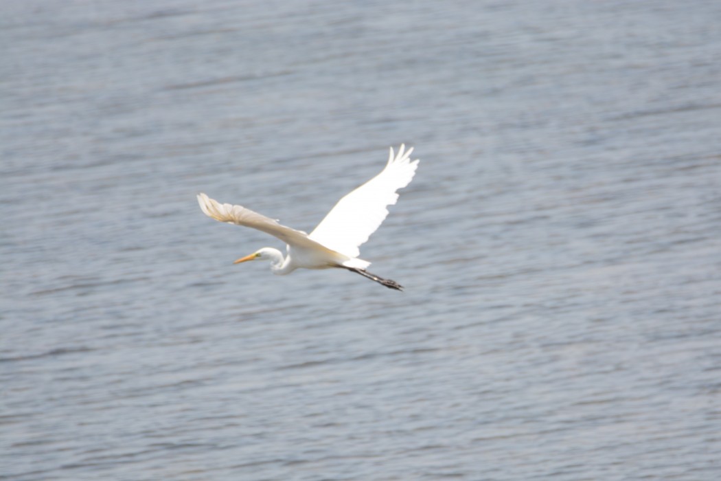 Büyük ak balıkçıl