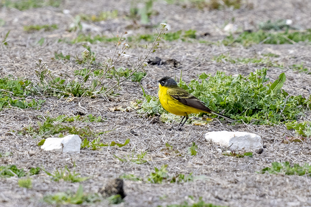 Sarı kuyruksallayan