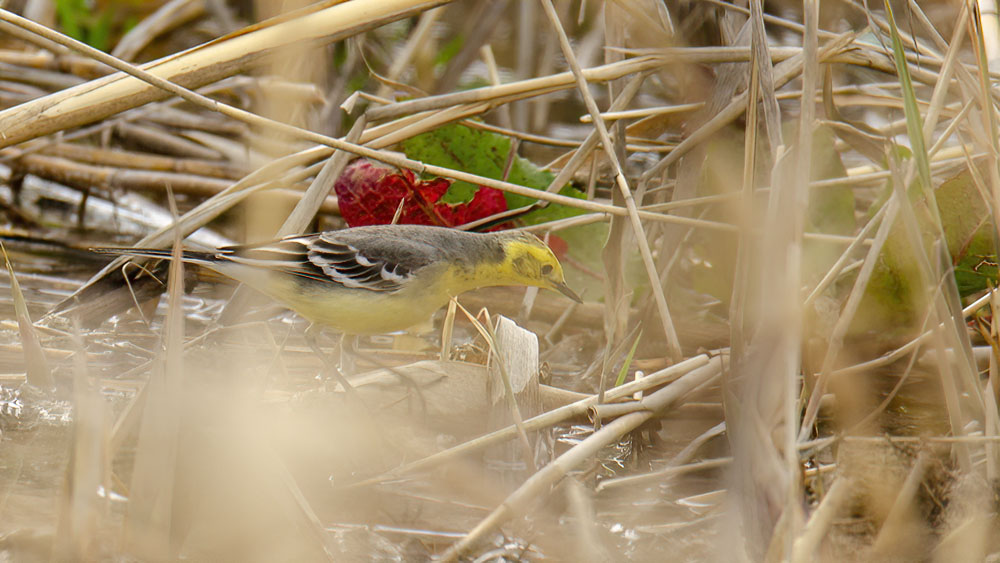Sarıbaşlı kuyruksallayan