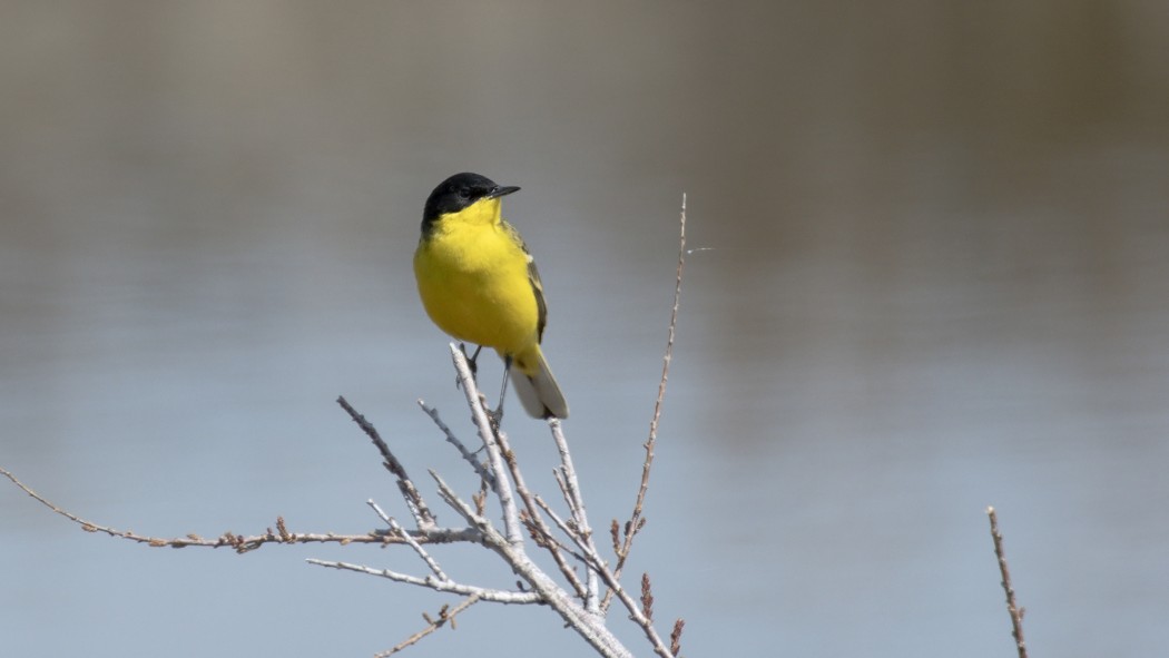 Sarı kuyruksallayan