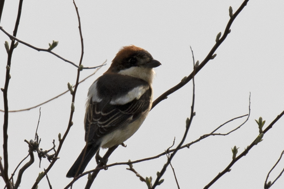 Kızılbaşlı örümcekkuşu