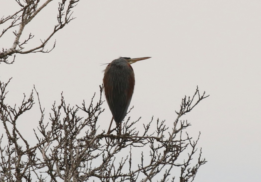 Erguvani balıkçıl