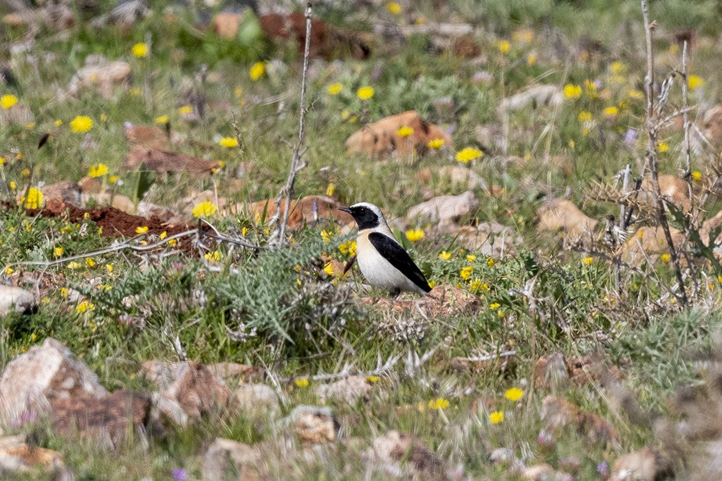 Karakulaklı kuyrukkakan