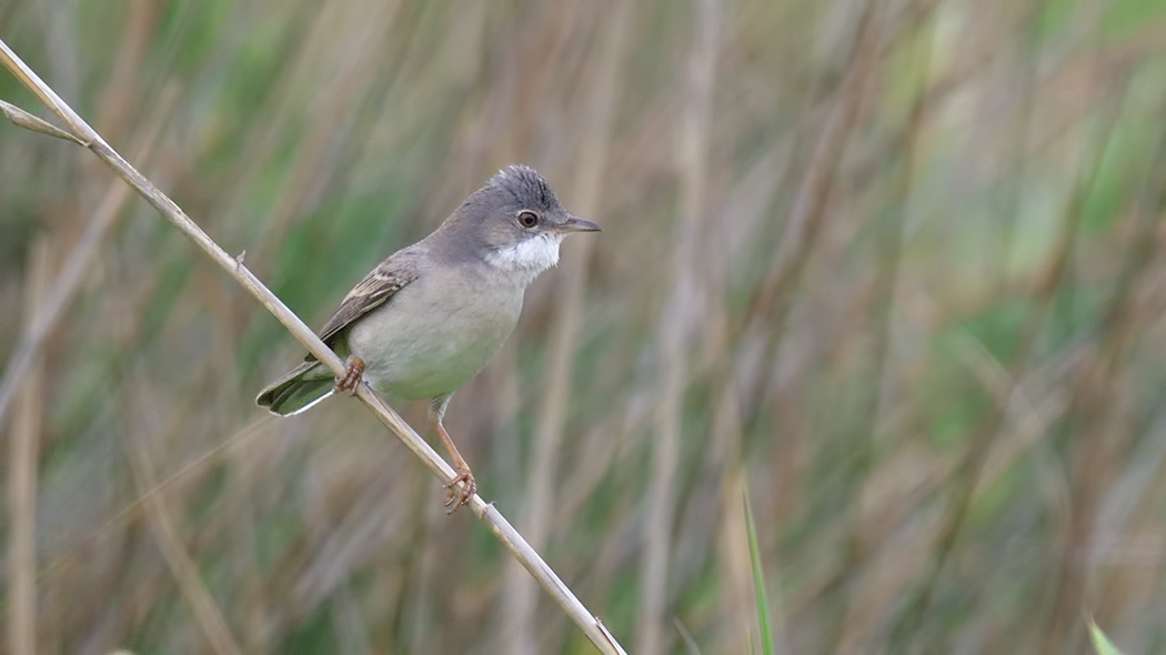 Akgerdanlı ötleğen