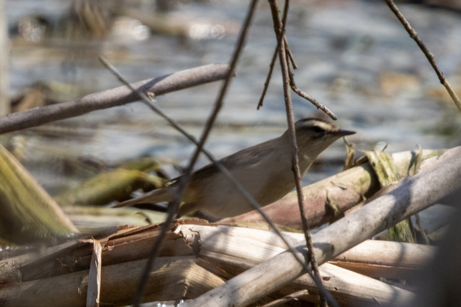 Kındıra kamışçını