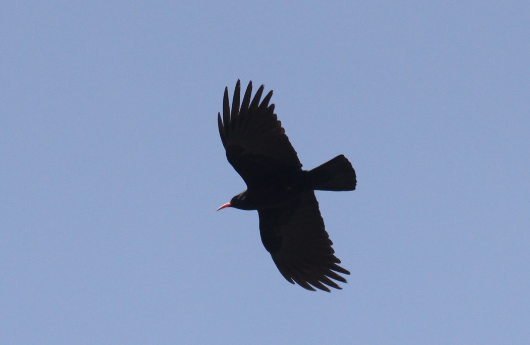 Kırmızıgagalı dağ kargası