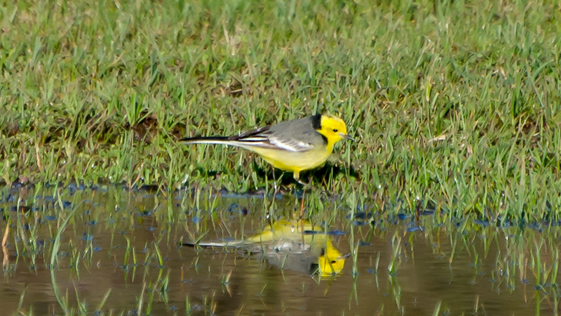 Sarıbaşlı kuyruksallayan