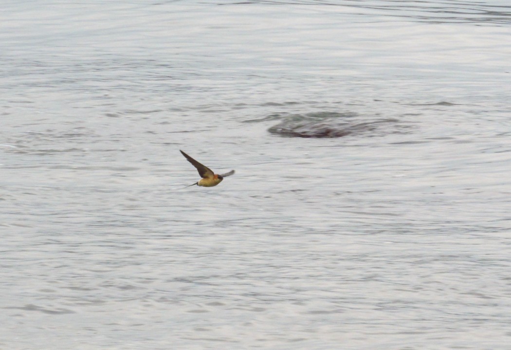 Kızıl kırlangıç