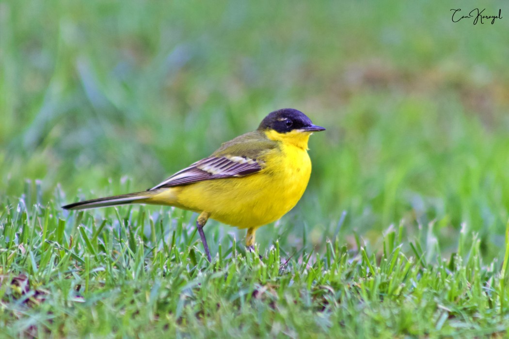 Sarı kuyruksallayan