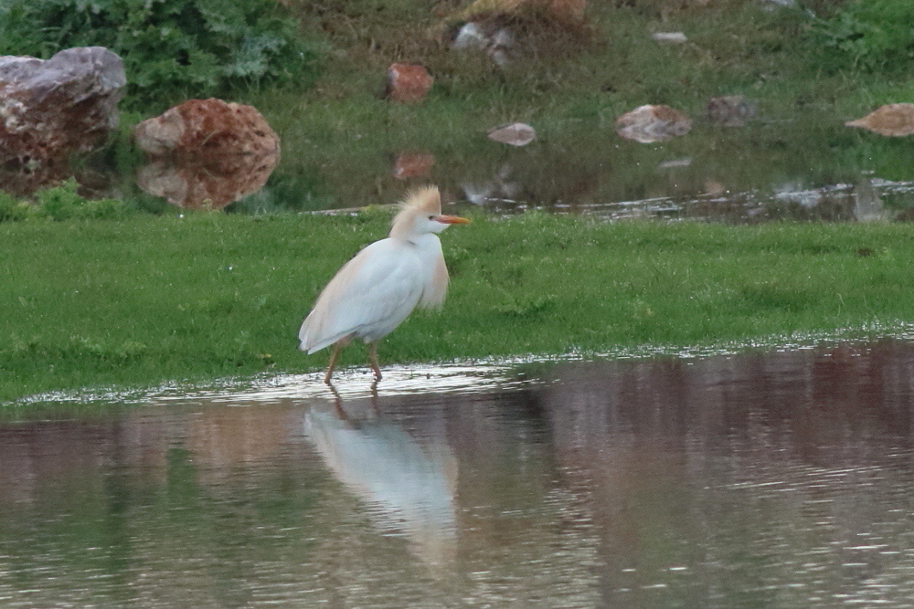 Sığır balıkçılı