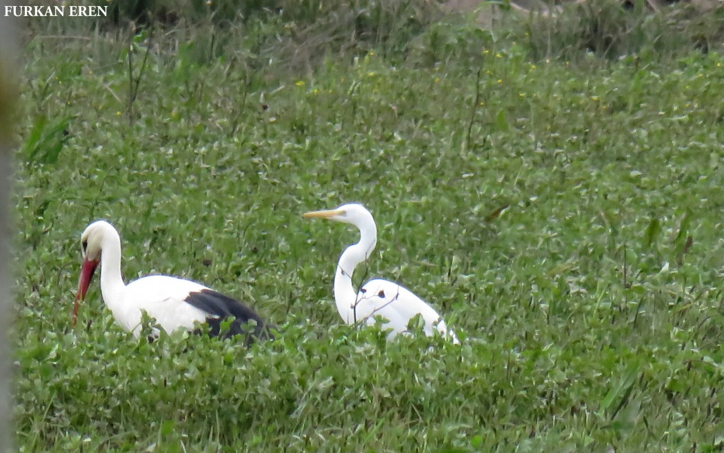 Büyük ak balıkçıl