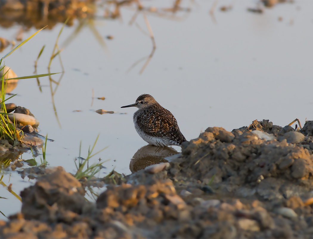 Orman düdükçünü
