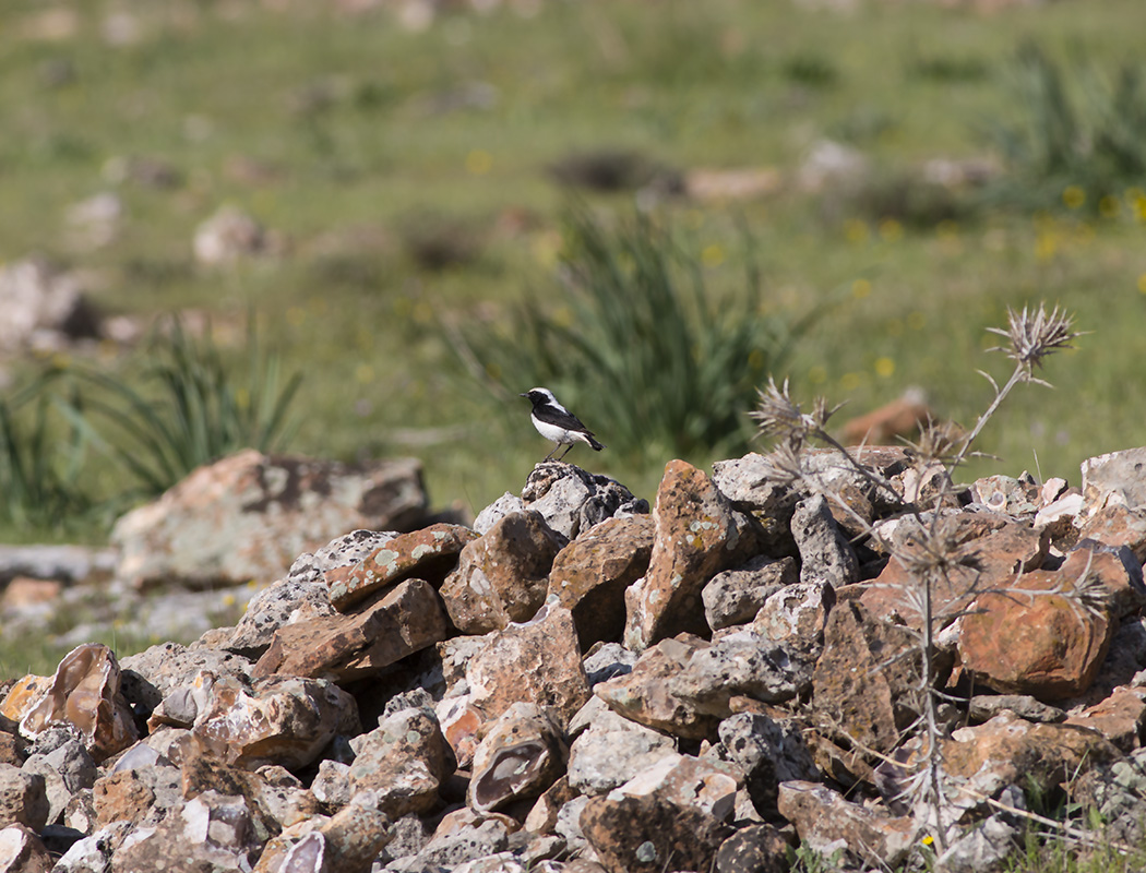Aksırtlı kuyrukkakan