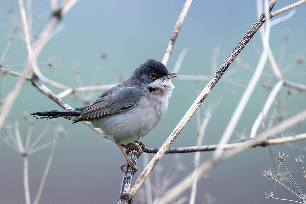 Pembegöğüslü ötleğen