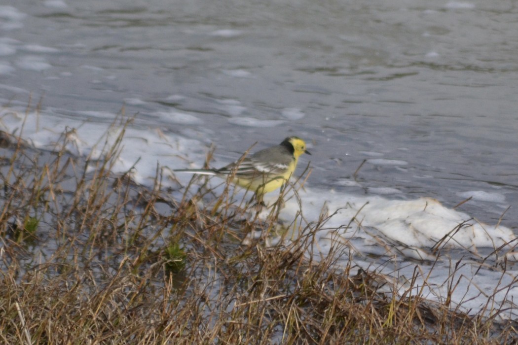 Sarıbaşlı kuyruksallayan