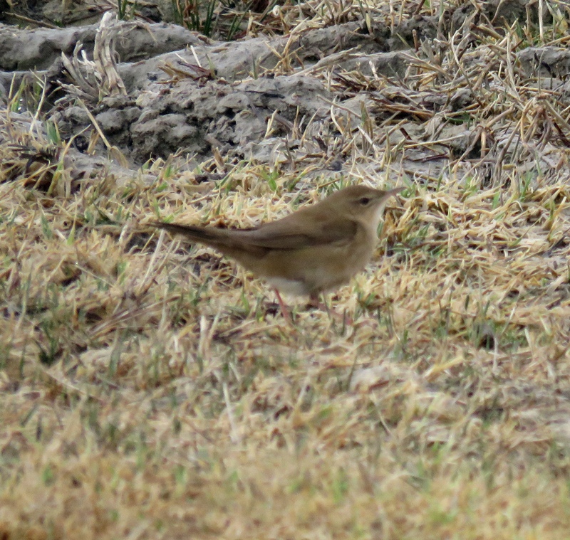Bataklık kamışçını