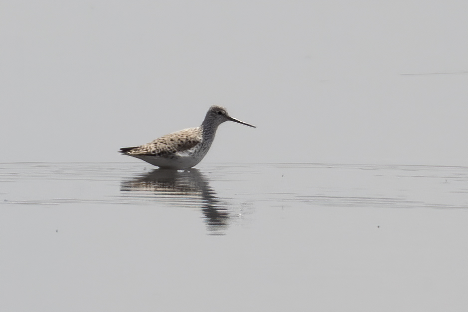 Bataklık düdükçünü