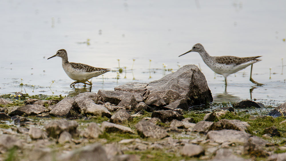 Bataklık düdükçünü
