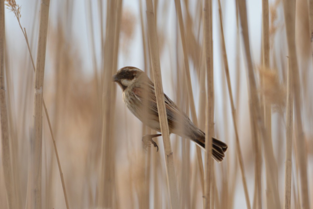 Bataklık Kirazkuşu