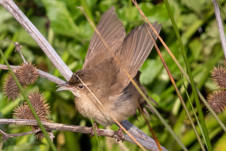 Bataklık kamışçını