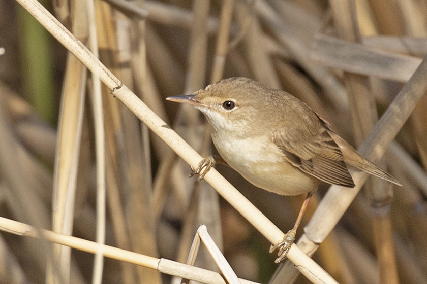 Çalı kamışçını