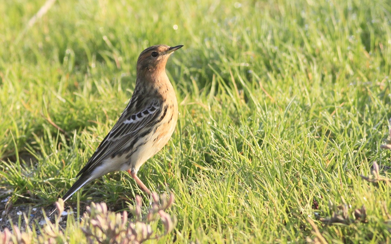Kızılgerdanlı incirkuşu