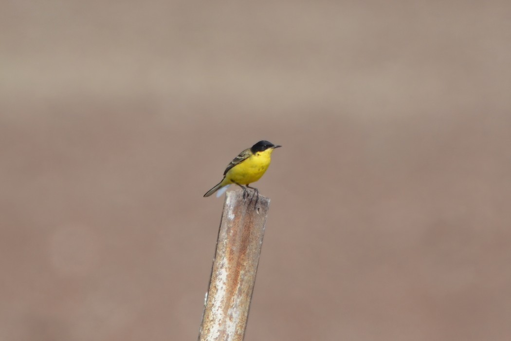 Sarı kuyruksallayan